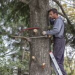 Comment préparer son jardin pour l'abattage d'arbre