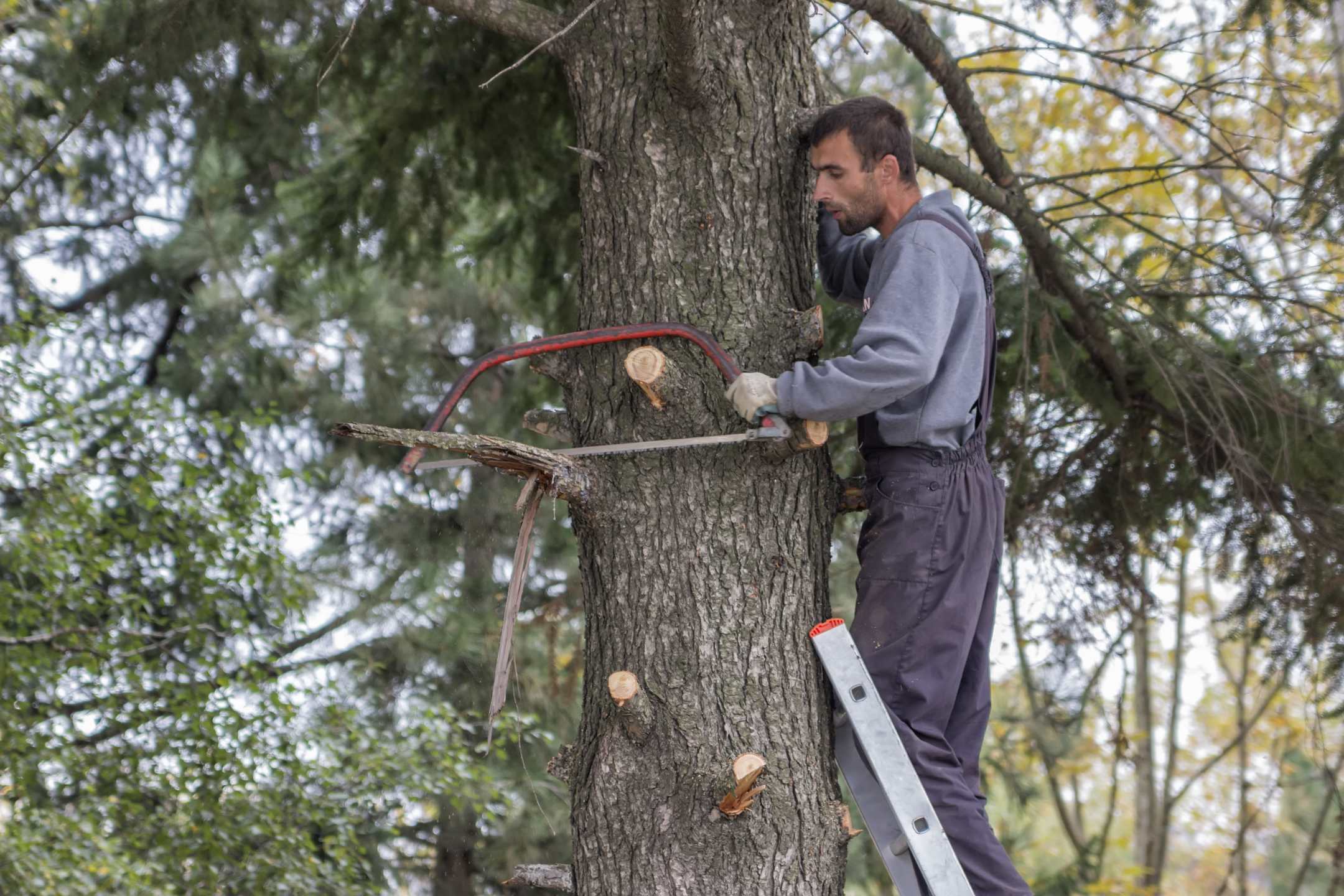 Comment préparer son jardin pour l'abattage d'arbre