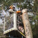 L'abattage d'arbre pour la sécurité