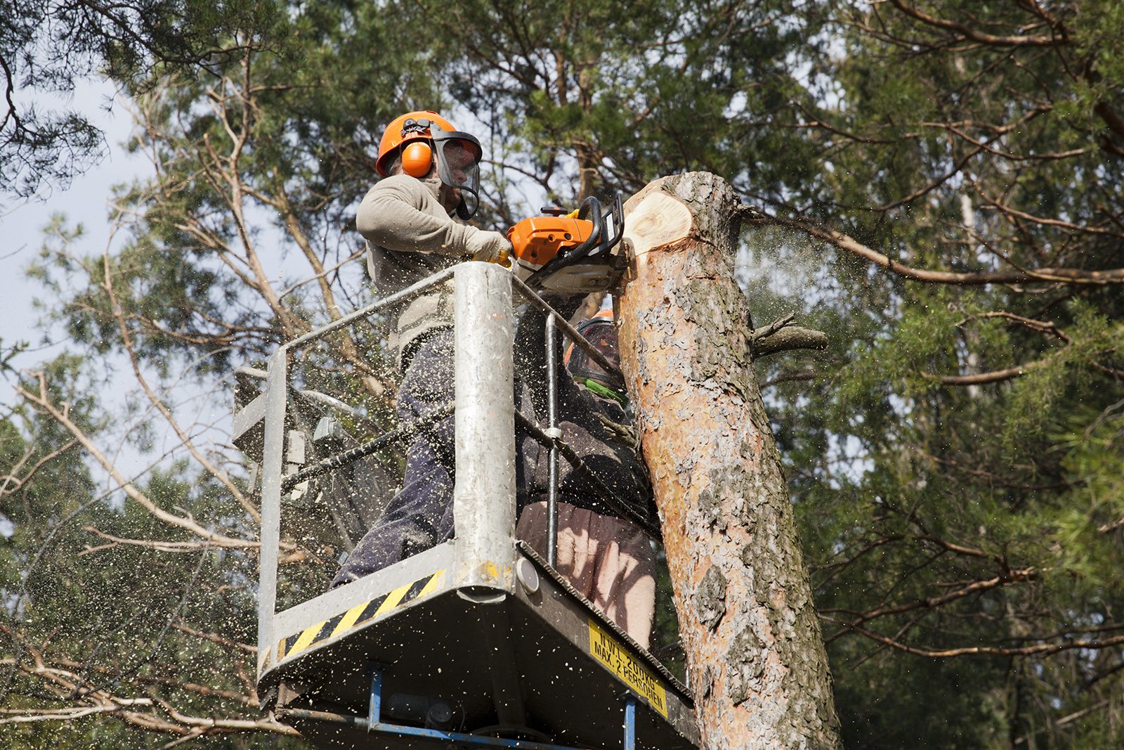 L'abattage d'arbre pour la sécurité