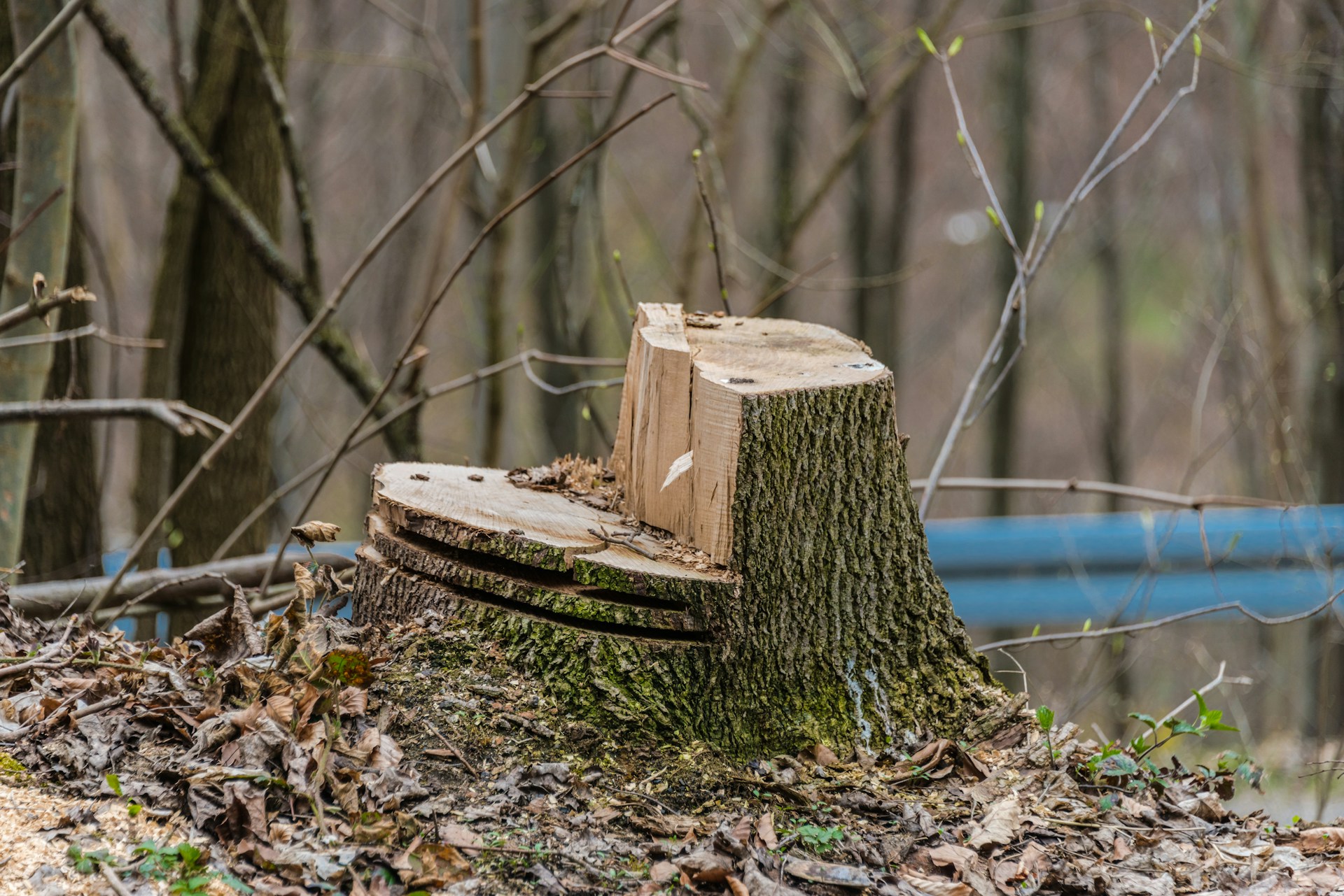 entreprise-abattage-arbre